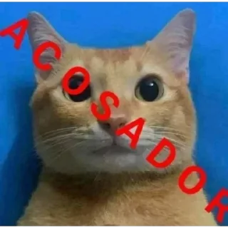 Video sticker 😼 𝐷𝐴𝑋𝑇𝑅𝑂𝑆𝑆 Steal Pack