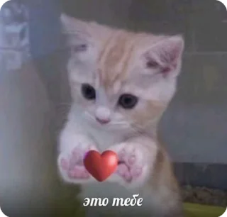 Video sticker 🌟 fumi~ :: @fStikBot