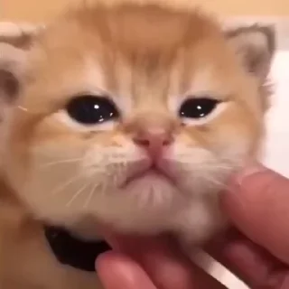 Video sticker 🐾 @paradise_xo