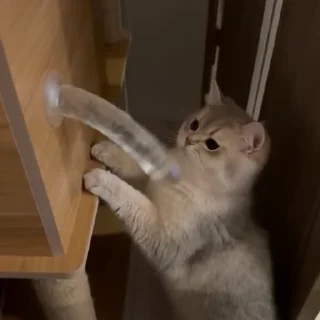 Video sticker 🍆 cat2.exe