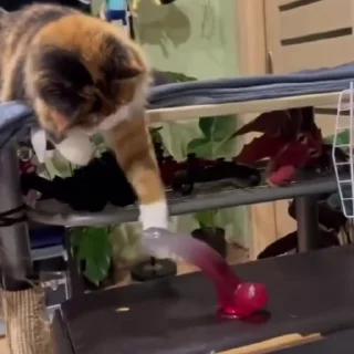 Video sticker 🍆 cat2.exe