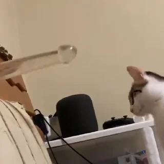 Video sticker 🍆 cat2.exe
