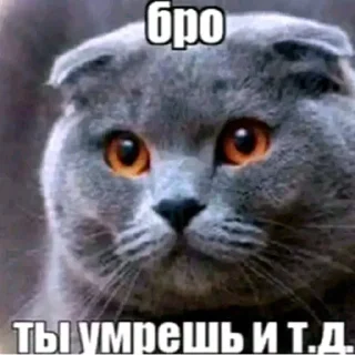 Video sticker 🔪 Бро ты