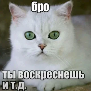 Video sticker 😇 Бро ты