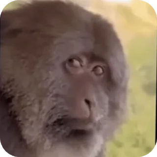 Sticker 👍 Side eye's pack