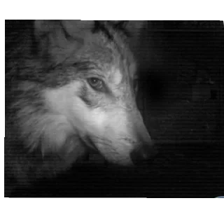 Video sticker 👍 Side eye's pack