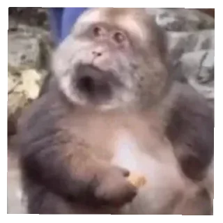 Telegram sticker 👍 Side eye's pack