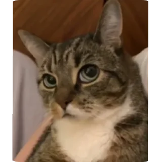 Telegram sticker 🐱 Side eye's pack