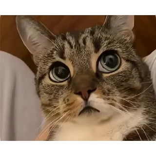 Telegram sticker 🐱 Side eye's pack