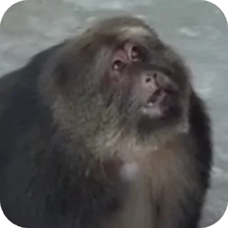 Video sticker 👍 Side eye's pack