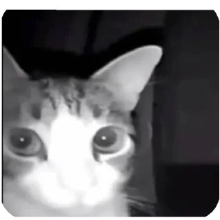 Video sticker 🐱 Side eye's pack
