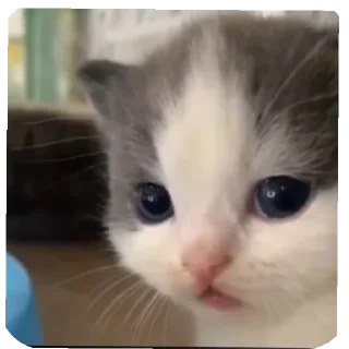 Telegram sticker 🐱 Side eye's pack