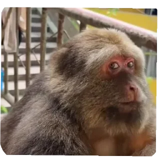 Telegram sticker 🖼 Side eye's pack