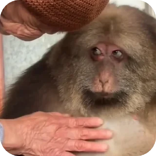 Telegram sticker 🖼 Side eye's pack