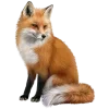 Video sticker 🤩 Лисы 
tg: @Ico...