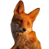 Sticker 🤩 Лисы 
tg: @IconIllusions