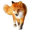 Sticker 🤩 Лисы 
tg: @IconIllusions