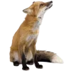 Video sticker 🤩 Лисы 
tg: @Ico...