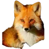 Sticker 🤩 Лисы 
tg: @IconIllusions