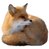 Sticker 🤩 Лисы 
tg: @IconIllusions