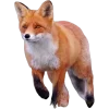 Video sticker 🤩 Лисы 
tg: @Ico...