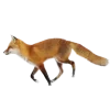 Video sticker 🤩 Лисы 
tg: @Ico...