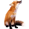 Sticker 🤩 Лисы 
tg: @IconIllusions