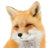 Sticker 🤩 Лисы 
tg: @IconIllusions