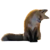 Sticker 🤩 Лисы 
tg: @IconIllusions