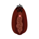 Video sticker 💋 Vaginas