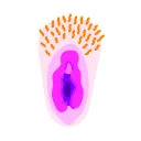 Telegram sticker 💋 Vaginas