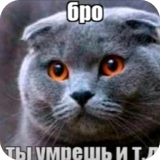 Video sticker 🐱 eeyore