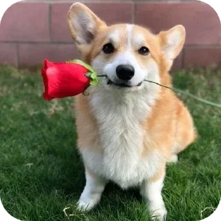 Telegram sticker 🐶 @round_stickers