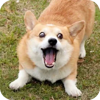 Telegram sticker 🐶 @round_stickers