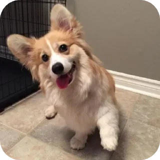 Video sticker 🐶 @round_stickers