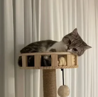 Video sticker ☺️ @TamerLanTkhaLidzhok