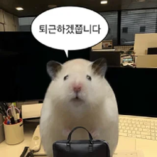 Video sticker ⭐ 햄생 2회차 햄스터 @moe_sticker_bot