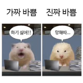 Telegram stiker ⭐ 햄생 2회차 햄스터 @moe_sticker_bot