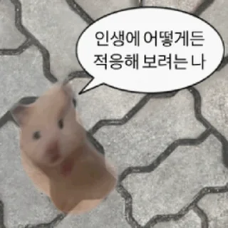 Telegram stiker ⭐ 햄생 2회차 햄스터 @moe_sticker_bot