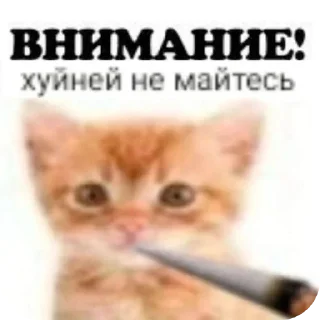 Sticker 👍 прикольчики