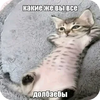 Telegram sticker 👍 прикольчики