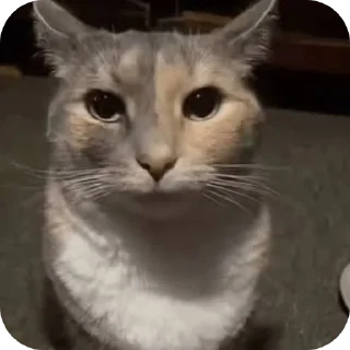 Telegram stiker 🐱 Olhar de mil jardas v3 por @ekpyrotico