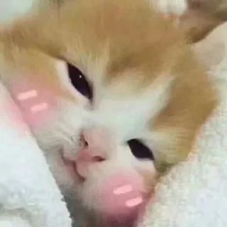 Telegram stiker 🕜 威の贴纸集