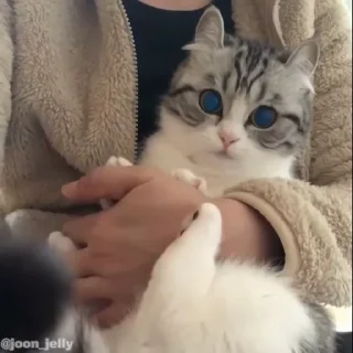 Video sticker 🐱 Komaru Cat.  @Anime_Sticker_noob