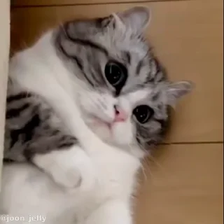 Video sticker 🐱 Komaru Cat.  @Anime_Sticker_noob