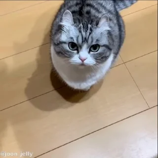 Video sticker 🐱 Komaru Cat.  @Anime_Sticker_noob