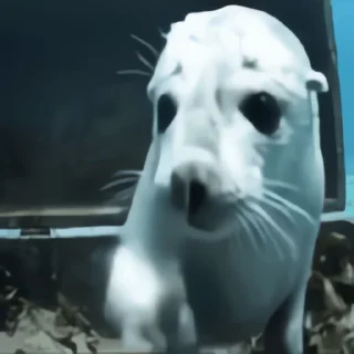 Video sticker 👻 이상한 동물농장2 @DCConSticker