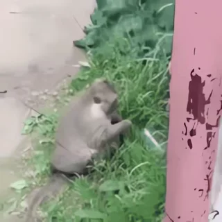 Video sticker 👻 이상한 동물농장2 @DCConSticker