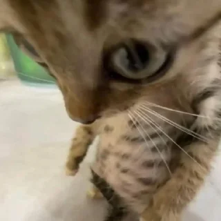 Телеграм стикер 🤨 @lightondrugs