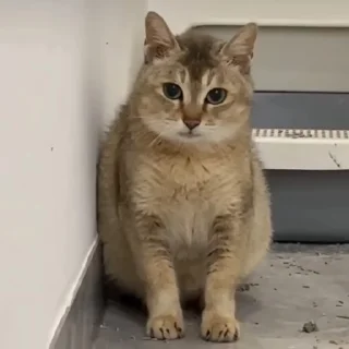 Video sticker 🐾 Mei Mei Cat